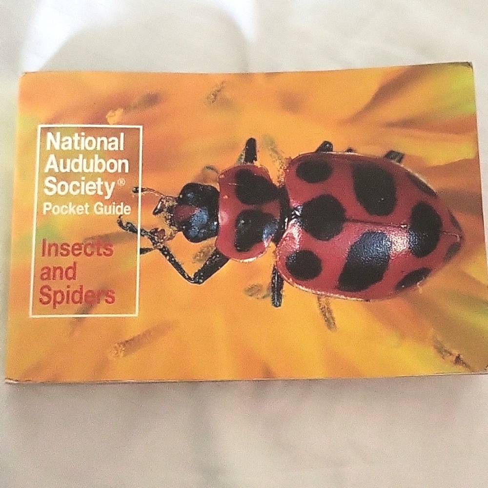 Insects and Spiders Guide